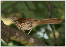 Brown Thrasher