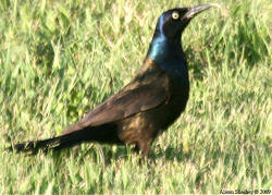 Common Grackle