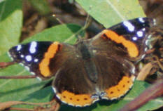 Red Admiral © Alison Sheehey 2000