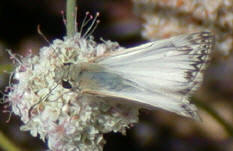 male Northern White Skipper © Alison Sheehey