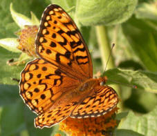 female Callippe Fritillary