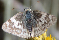 female Northern White Skipper © Alison Sheehey