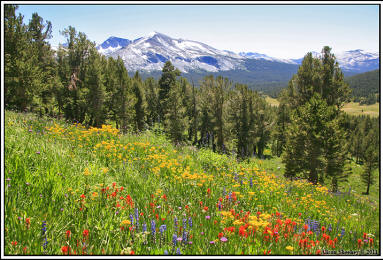 Wildflowers on Dana Peak trail at Tioga Pass, Yosemite National Park