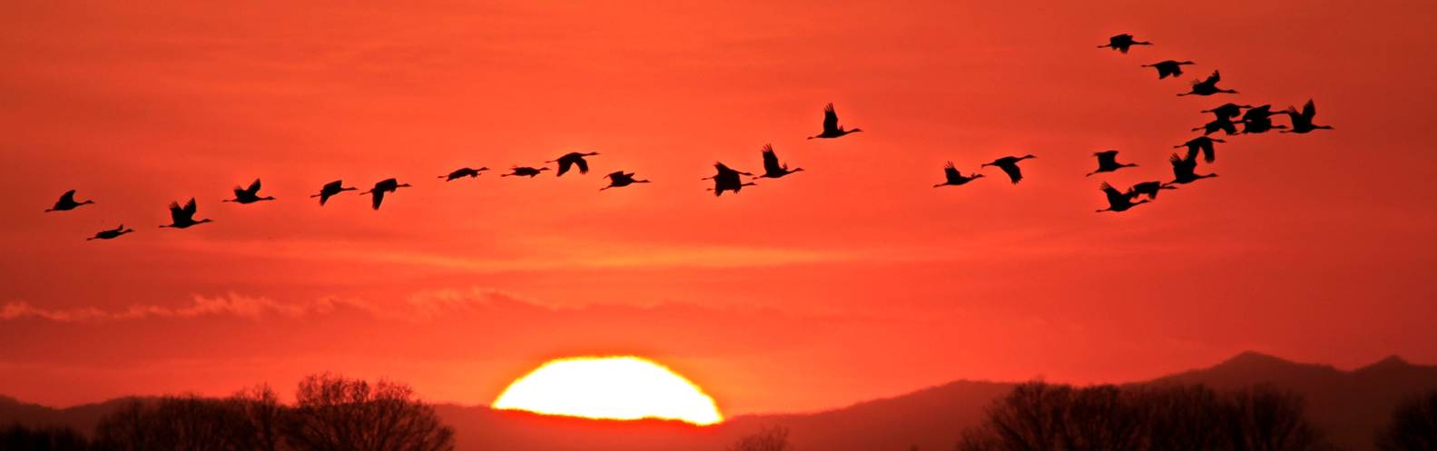 A group of sandhill cranes flying as the sun sets over Pixley National Wildlife Refuge